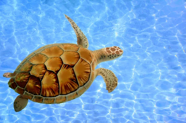 Soepschildpad zwemmen — Stockfoto