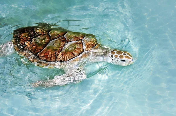 Yeşil Kaplumbağa yüzme — Stok fotoğraf