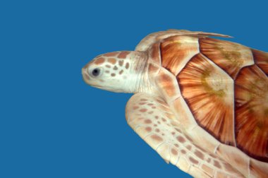 Green sea turtle clipart