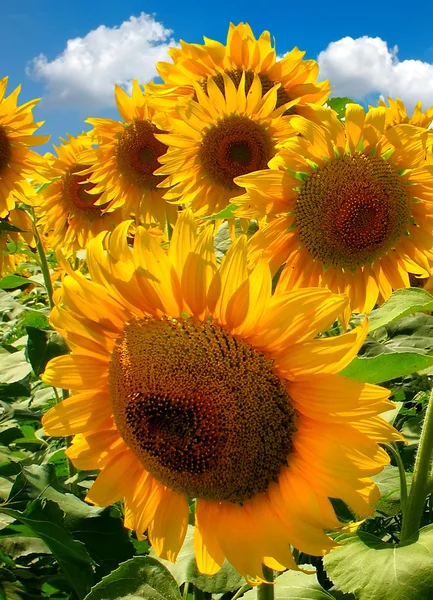 Sonnenblume unter strahlend blauem Himmel — Stockfoto