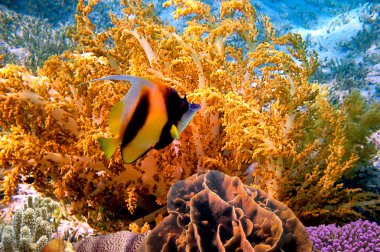 gorgonian fan ve flama coralfish