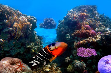 Kırmızı göğüslü wrasse ve mercan resifi