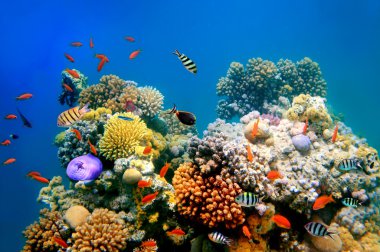 bir mercan kayalığı tropikal balık