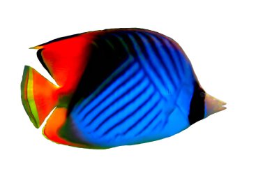 Beyaz bir arka plan üzerinde izole threadfin butterflyfish