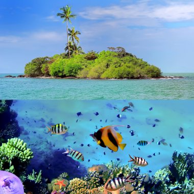 Coral island clipart