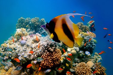 Photo of a coral colony on a reef top and Pennant coralfish clipart