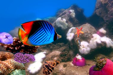 Threadfin butterflyfish (Chaetodon Arabacı) ve mercan kayalığı