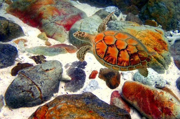 Deniz Kaplumbağası Mercan Resif Üzerinde Yüzmek — Stok fotoğraf