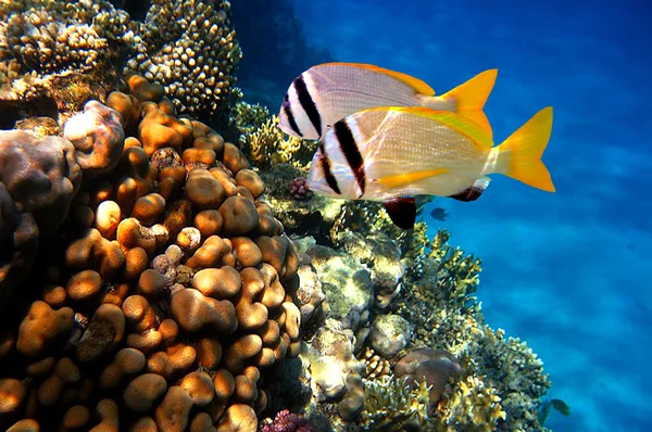 Korallrev och Doublebar braxen (acanthopagrus bifasciatus) — Stockfoto