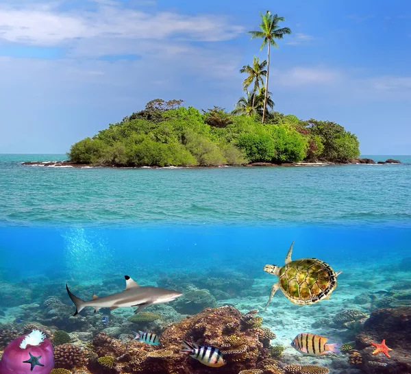 Coral Island Och Reef Hajar Siam Bay Thailand — Stockfoto