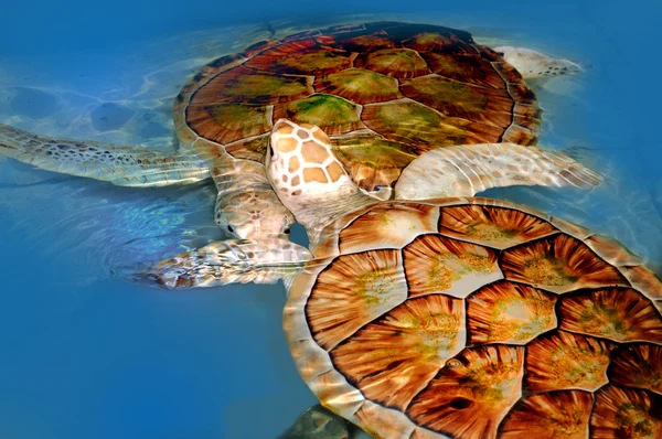 Зеленая Черепаха Плавает Океане — стоковое фото