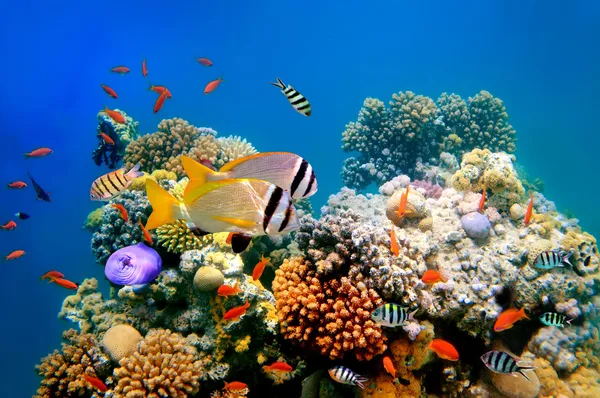 サンゴ礁に熱帯魚や Doublebar クロダイ型 — ストック写真