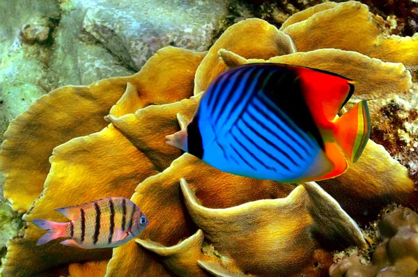 Peixe-borboleta de rosca — Fotografia de Stock