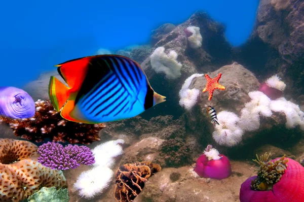 Schmetterlingsfische Chaetodon Auriga Und Korallenriffe — Stockfoto