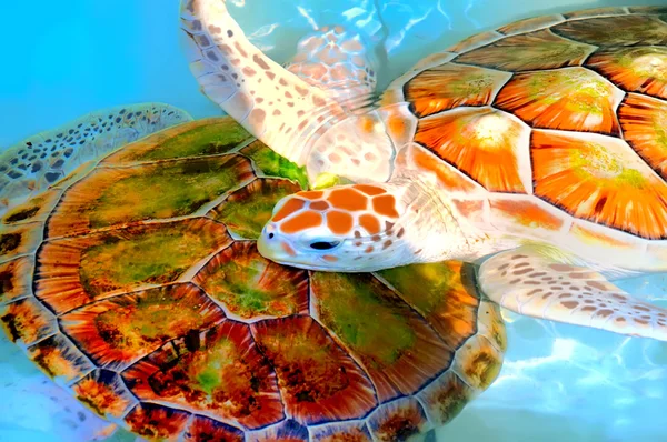 Green Sea Turtle Chelonia Mydas Таиланд — стоковое фото