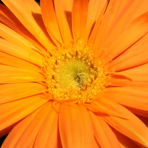Gerbera bloem achtergrond — Stockfoto