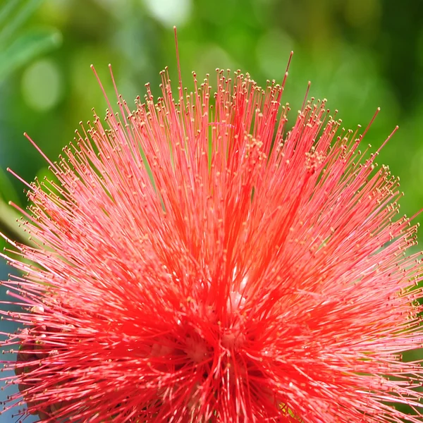 Stock image Red mimosa