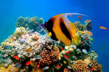 Photo of a coral colony on a reef top and Pennant coralfish clipart