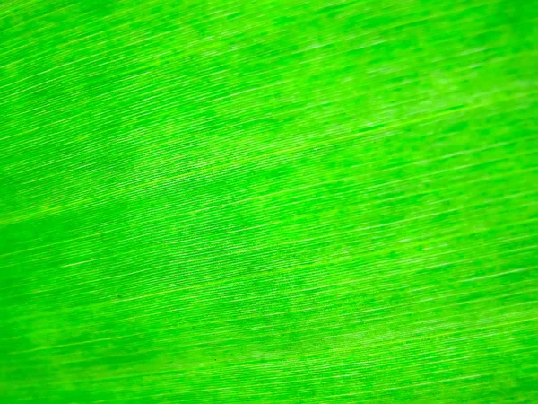 ヤシの葉 — ストック写真