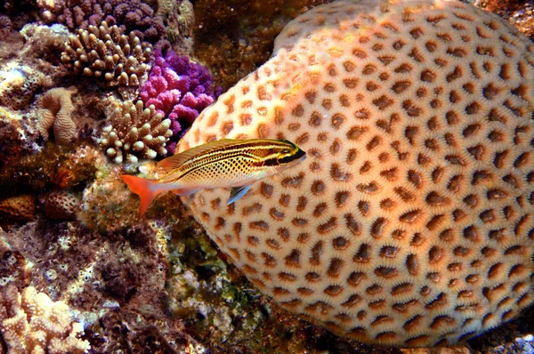 ホンソメワケベラや溝の脳サンゴ — ストック写真