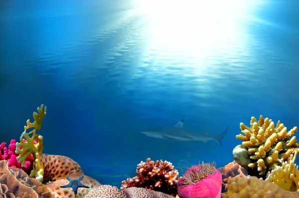 Podvodní Scény Paprsky Slunce Které Svítí Skrz Vodu — Stock fotografie