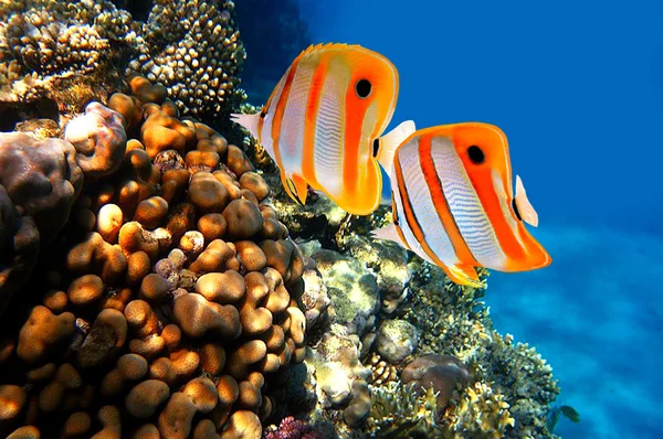 Кораловий риф і метелик групи Copperband (Chelmon rostratus).) — стокове фото