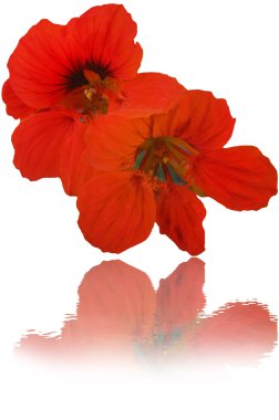 Kırmızı nasturtium