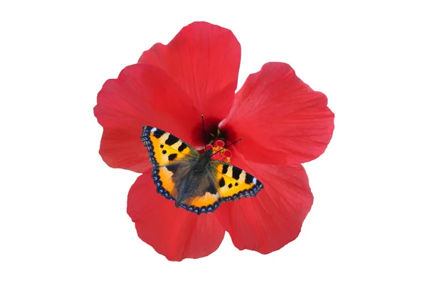 Vlinder aan een flowerr — Stockfoto
