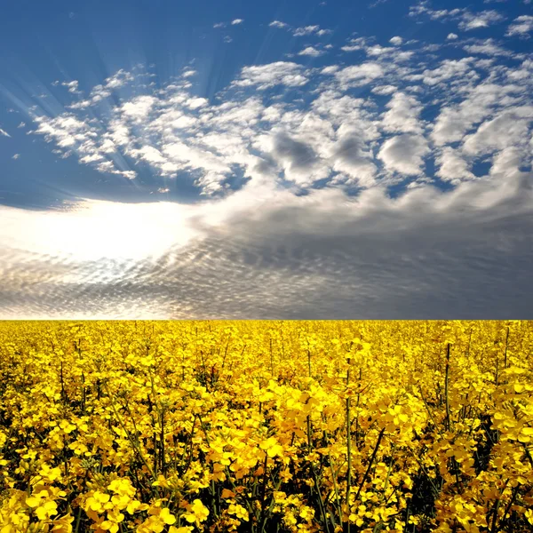 Rapsblüte Feld Mit Blauem Himmel Und Wolken — Stockfoto