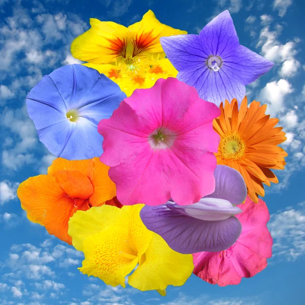 Bloemen Achtergrond — Stockfoto