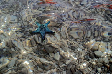 Deniz tabanı ile çakıl ve fishstar