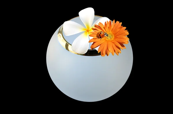 Beautiful Flowers Vase Ladybird — Stock Photo, Image
