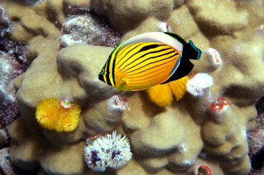 Polyp Butterflyfish clipart
