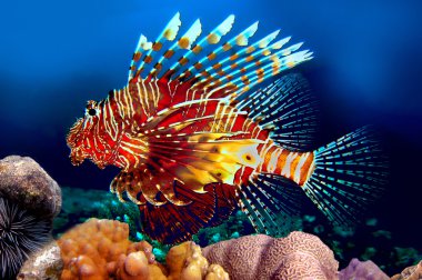 Kırmızı lionfish