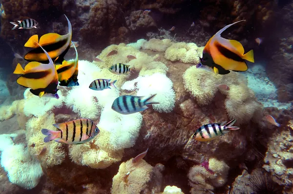 Underwater image of Shoal of Fish — Stock Photo, Image