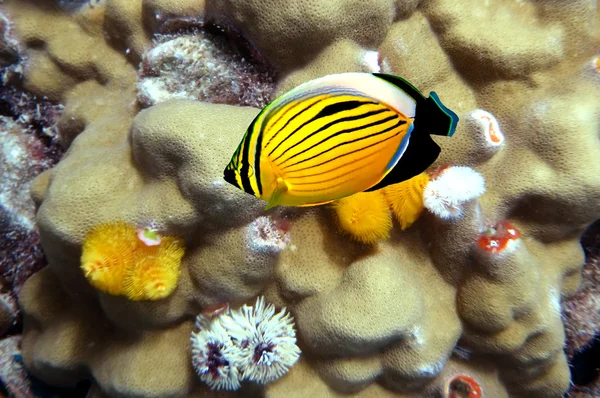 Poliep butterflyfish — Stockfoto