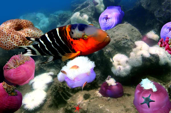 Korálový útes a červená breasted pyskoun — Stock fotografie
