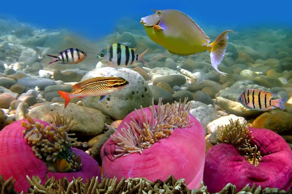 stock image Photo of a coral colony