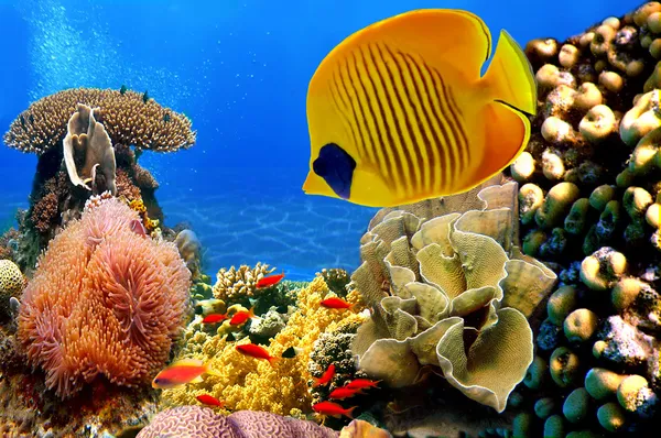 Foto van een koraalkolonie — Stockfoto