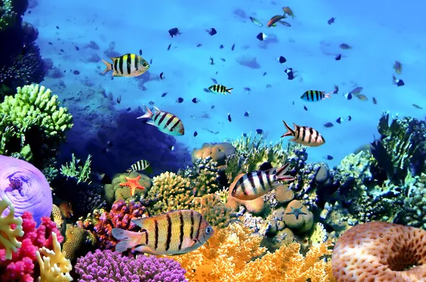 Belos corais e peixes — Fotografia de Stock