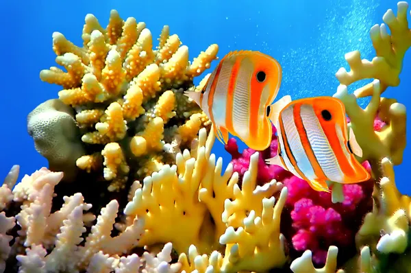 Korallenriff und Kupferband-Falterfische Stockbild