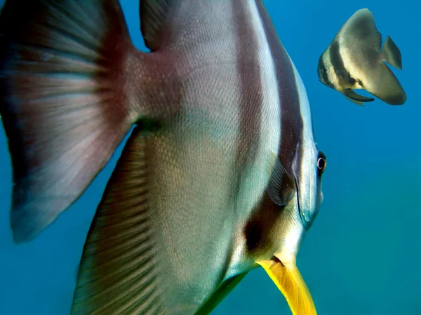 Spadefish — Stockfoto