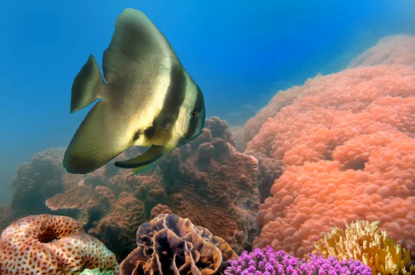 Spadefish — 스톡 사진