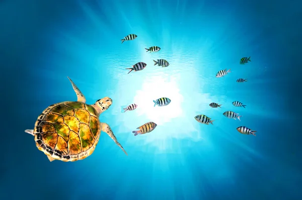 Yeşil Kaplumbağa yüzme — Stok fotoğraf