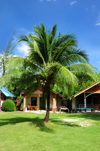 Cocos en la palmera —  Fotos de Stock
