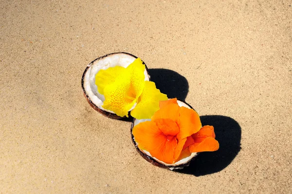 Кокос с тропическими цветами на экзотическом пляже — стоковое фото