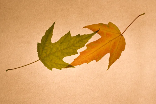 Dva podzimní listí Stock Fotografie
