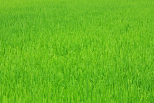 Campo de arroz de plántulas verdes — Foto de Stock