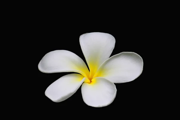 stock image Plumeria on black background