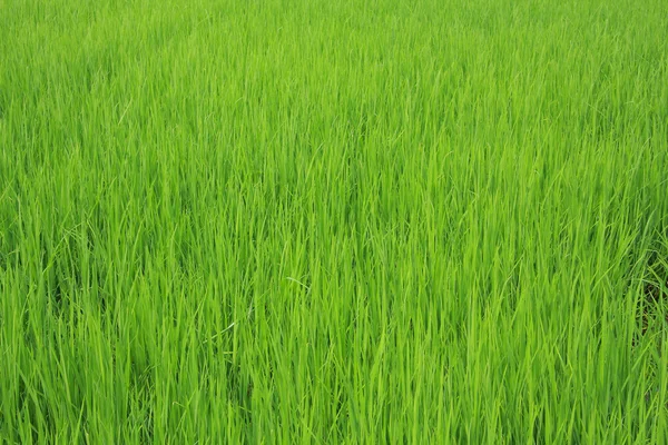 Campos de arroz de plântulas verdes — Fotografia de Stock